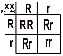 Punnet Square